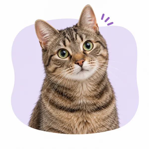 Kot