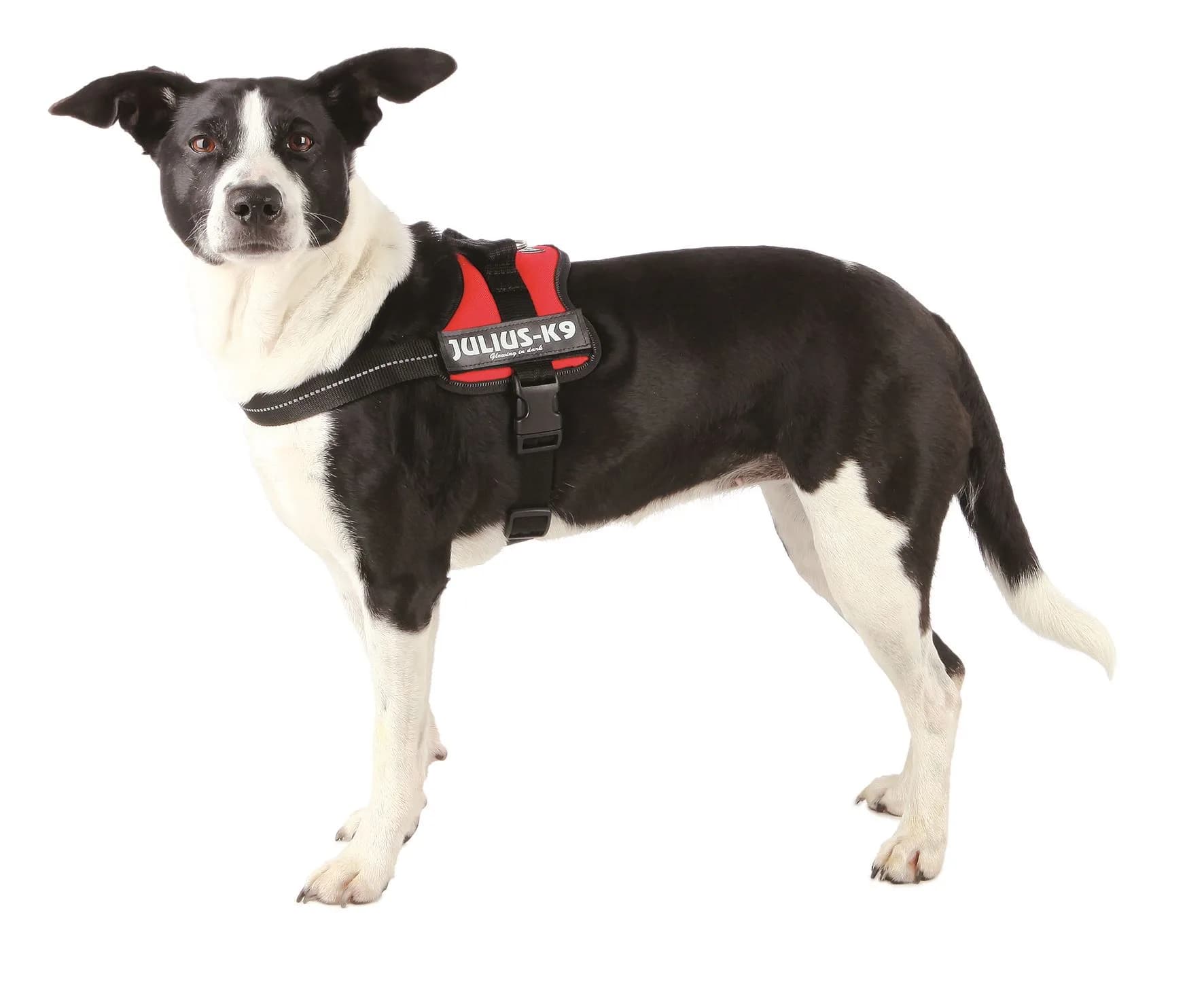 Julius K-9 Szelki Idc dla psów – czarny, M / 0