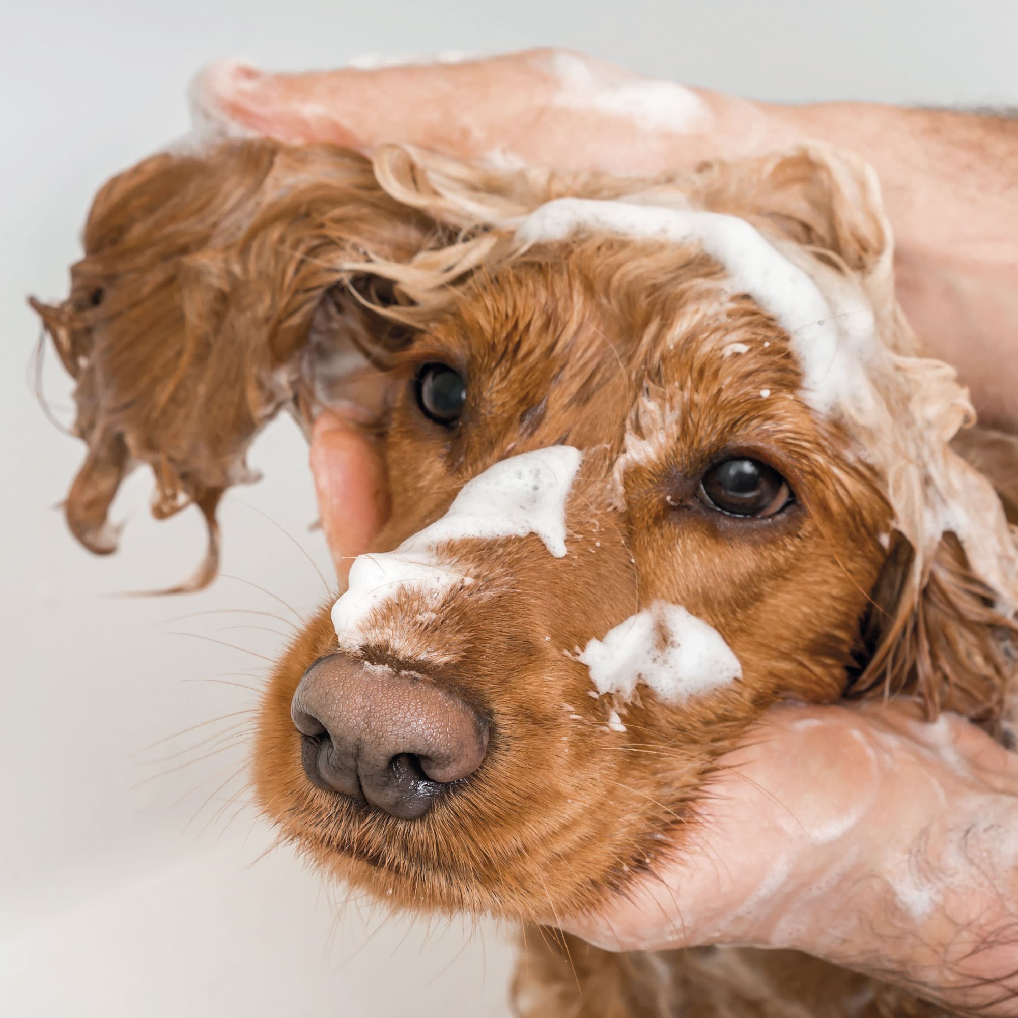Beaphar Pro Vitamin Shampoo szampon aloesowy dla psa od jasnej do ciemnobrązowej sierści