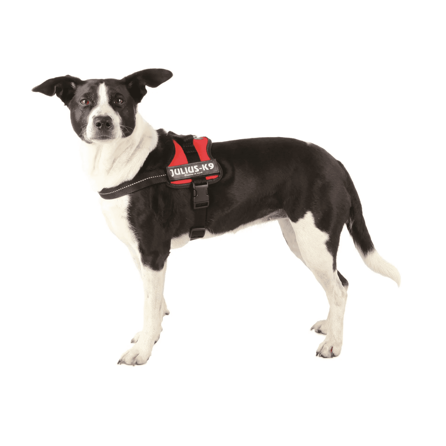 Julius K-9 szelki dla psa