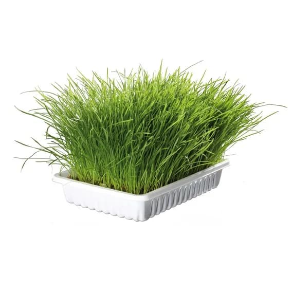 Trixie Miękka trawa dla kota w pojemniku 100 g