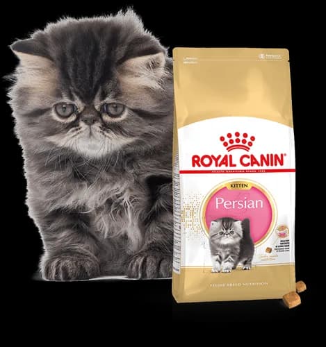 Royal Canin Persian Kitten karma sucha dla kociąt