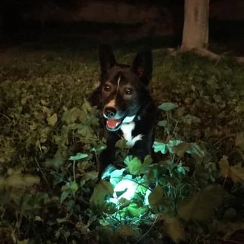 Chuckit Max Glow Ball dla psa – S