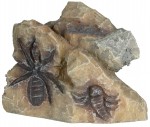 Trixie Zestaw skamieniałości - 10 cm/6 sztuk