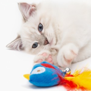 Zabawka z kocimiętką dla kota, Catit Play Pirates Catnip Toy, Papuga